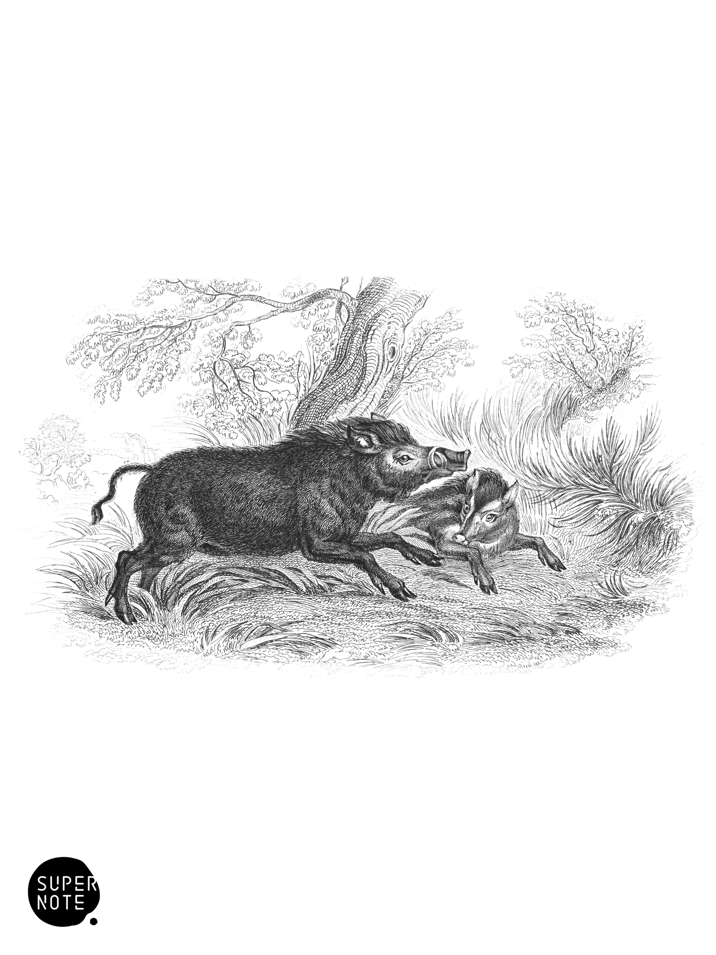 Wild Boar (vol-13 plate-17).png