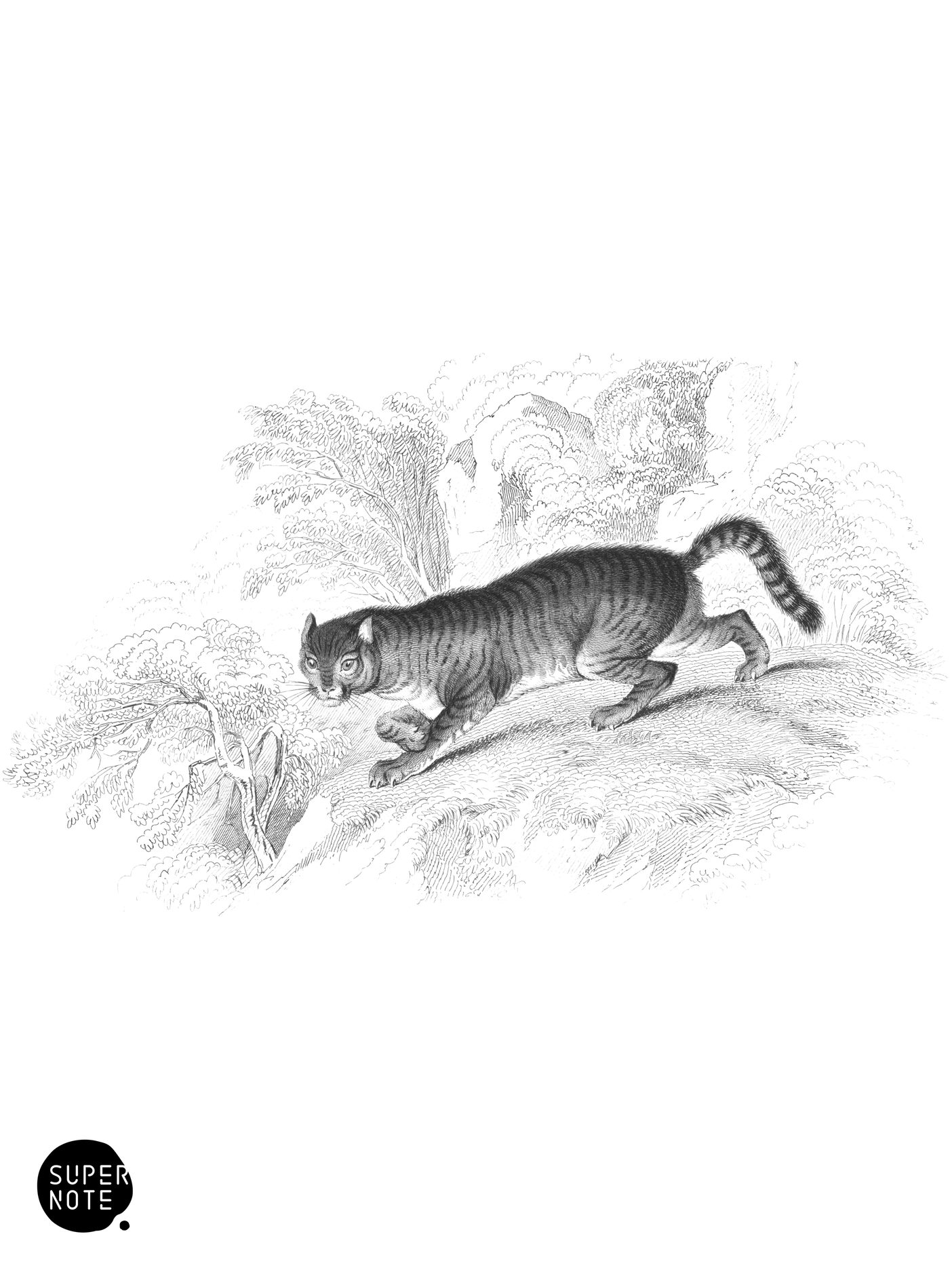 Wild Cat (vol-22 plate-17).png