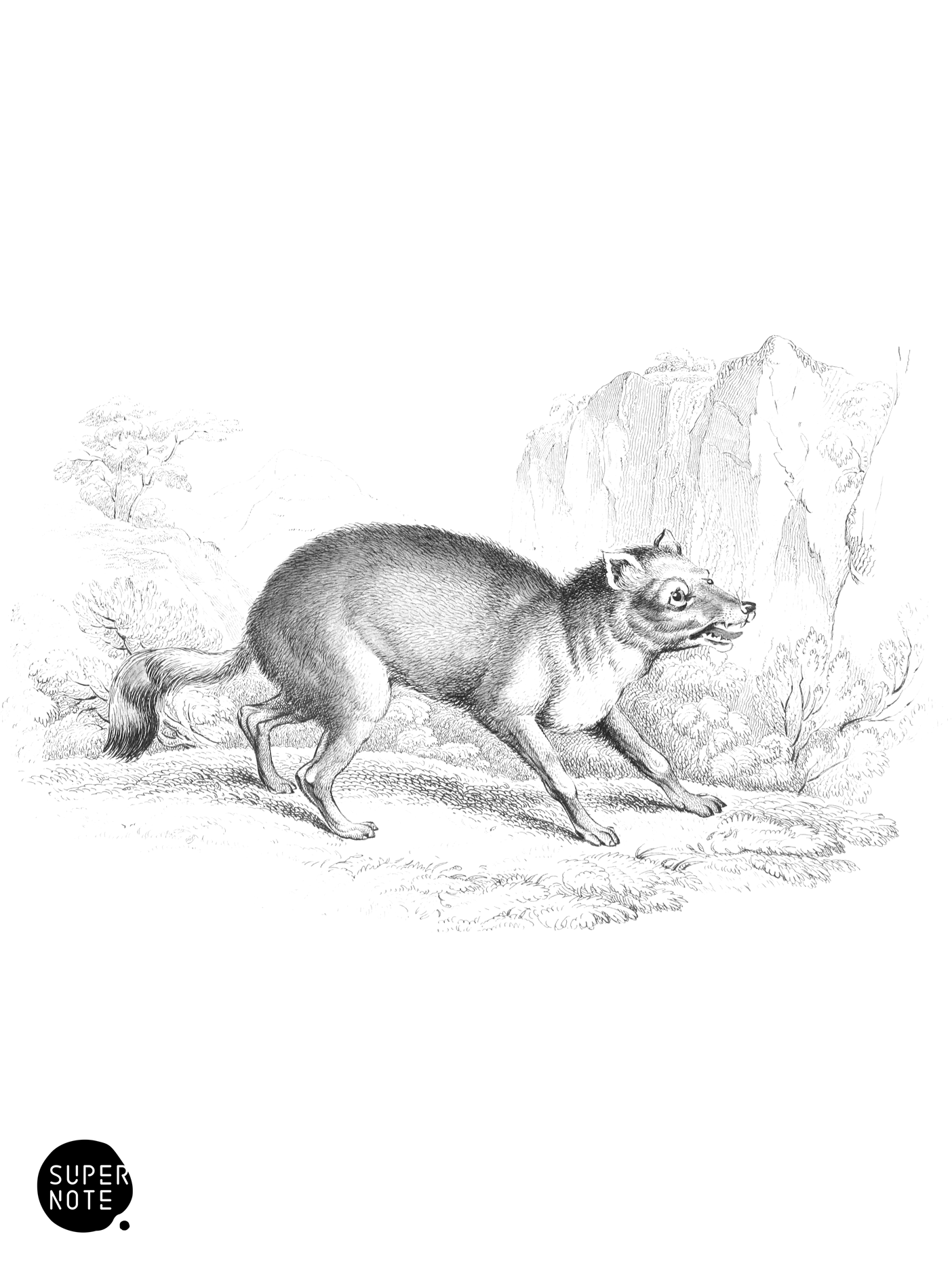 Wild Dog of Natolia (vol-25 plate-14).png