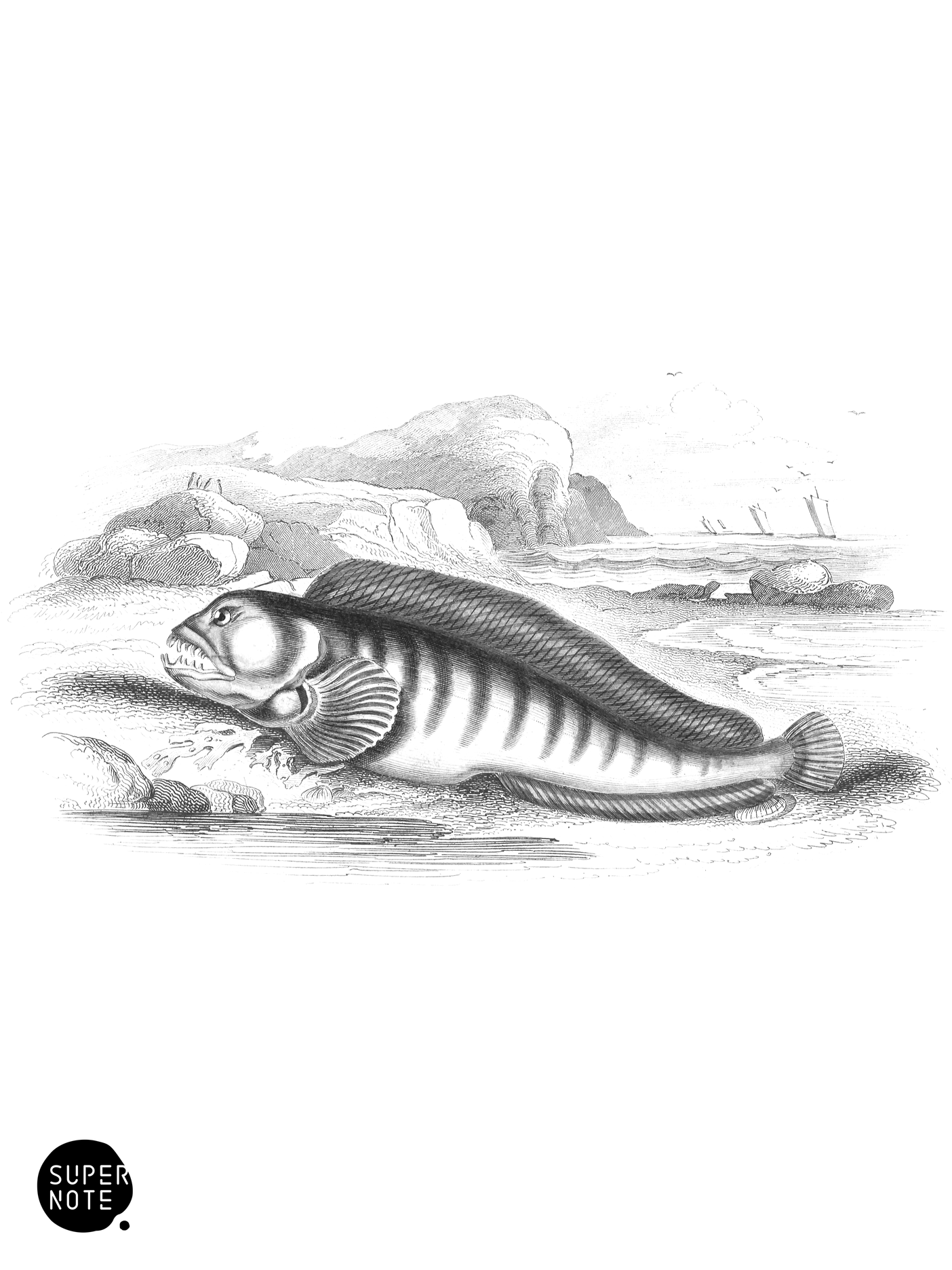 Wolf-Fish (vol-37 plate-19).png