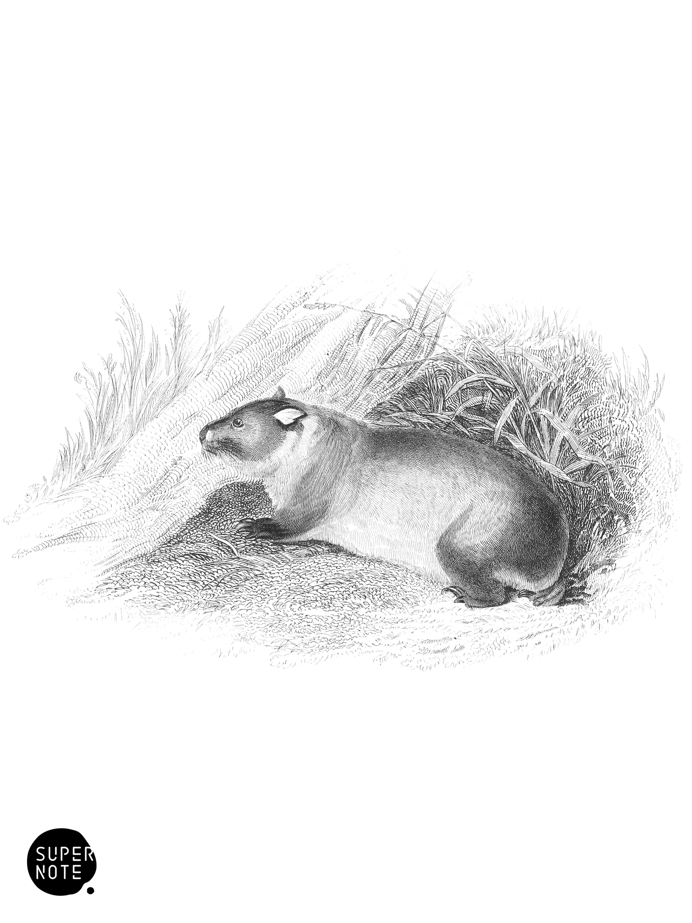Wombat (vol-30 plate-32).png