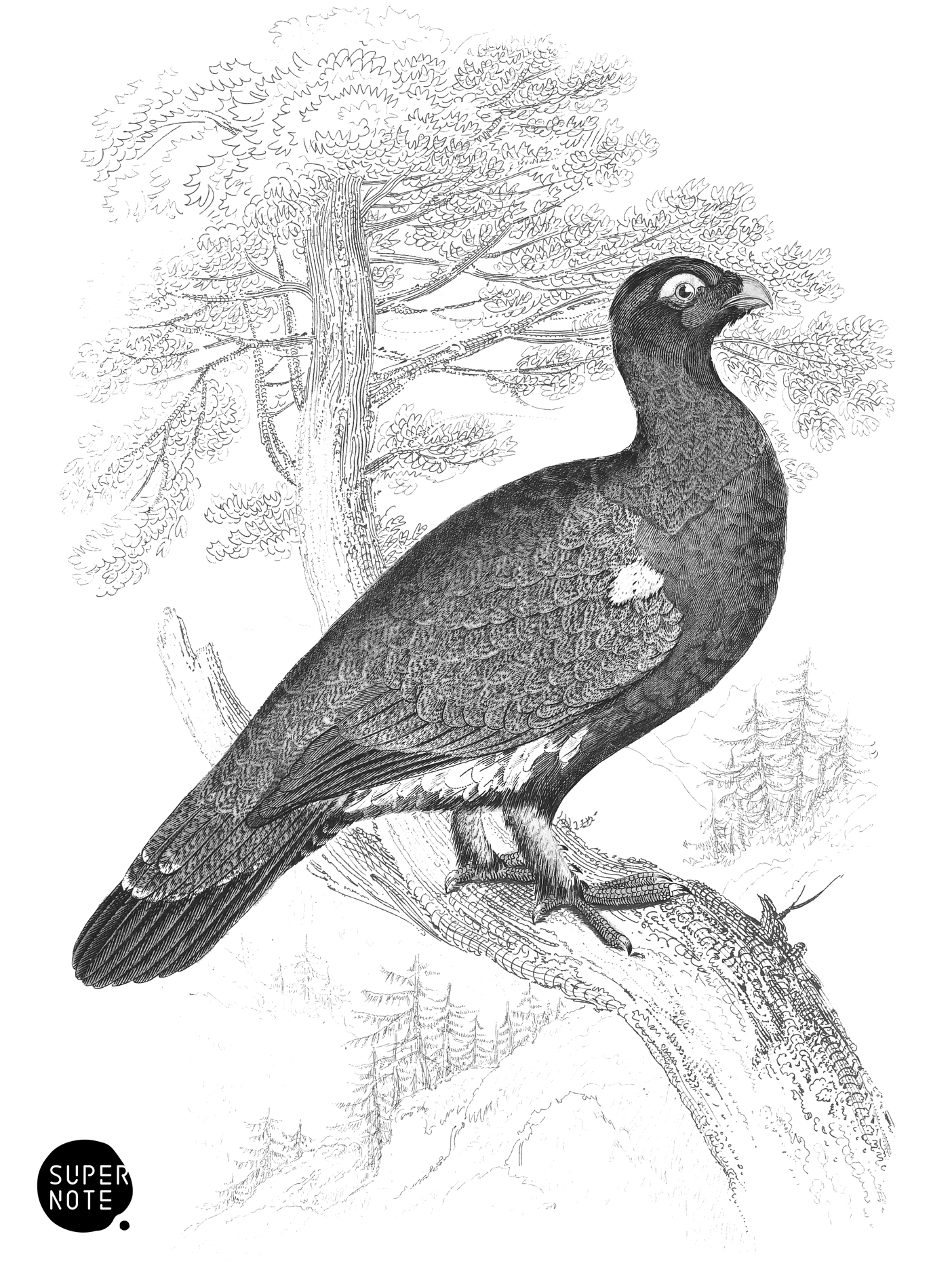 Wood Grouse or Capercailzie (vol-06 plate-13).png