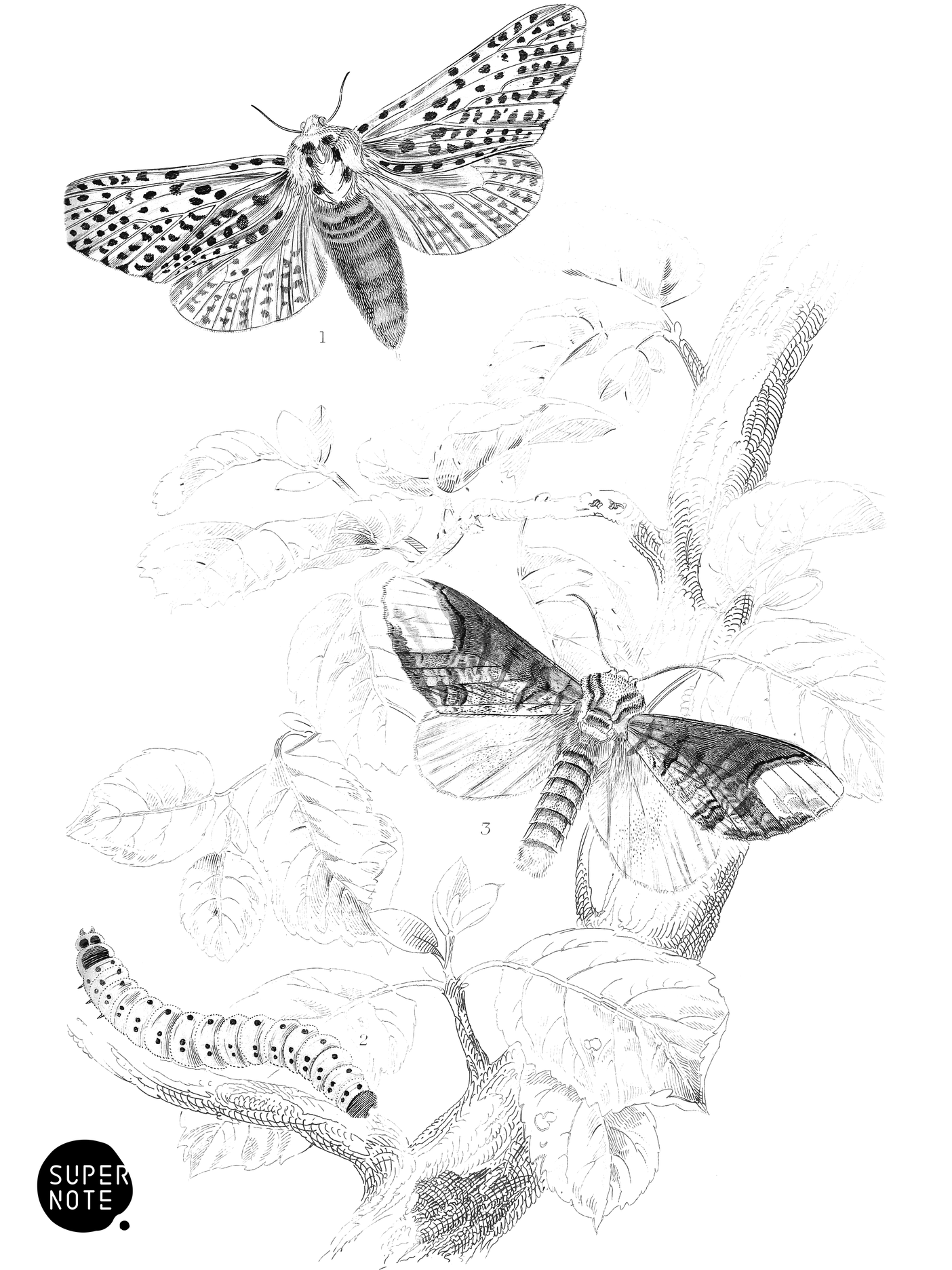 Wood Leopard-Moth & Buff-Tip Moth (vol-14 plate-15).png