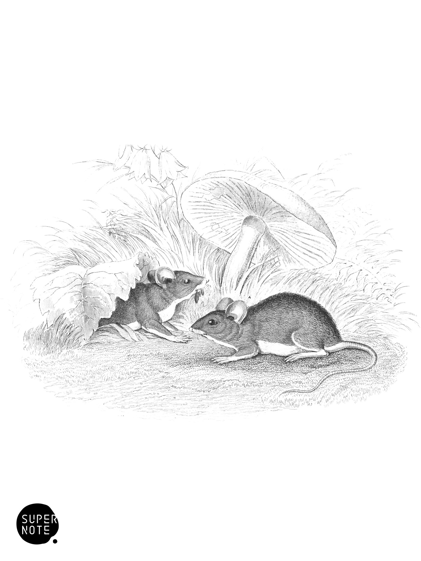 Wood Mouse, or Long-Tailed Field Mouse (vol-22 plate-26).png