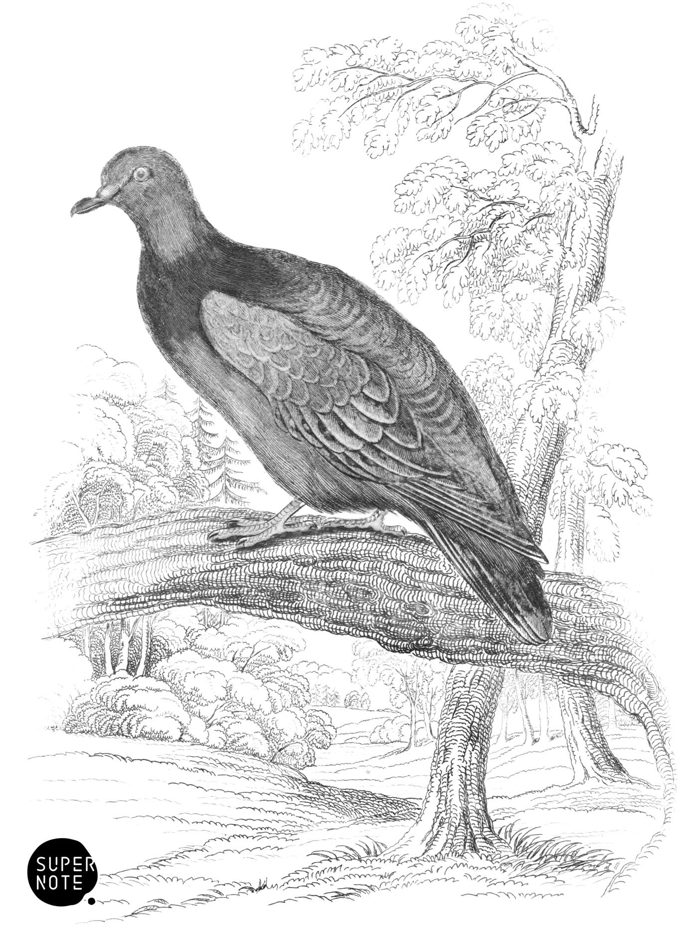 Wood Pigeon (vol-09 plate-11).png