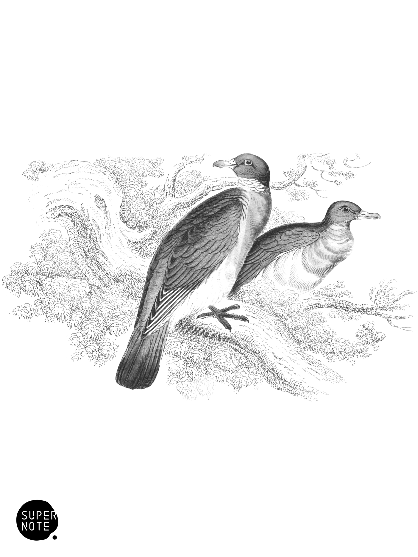 Wood Pigeon or Ring Dove (vol-34 plate-1).png