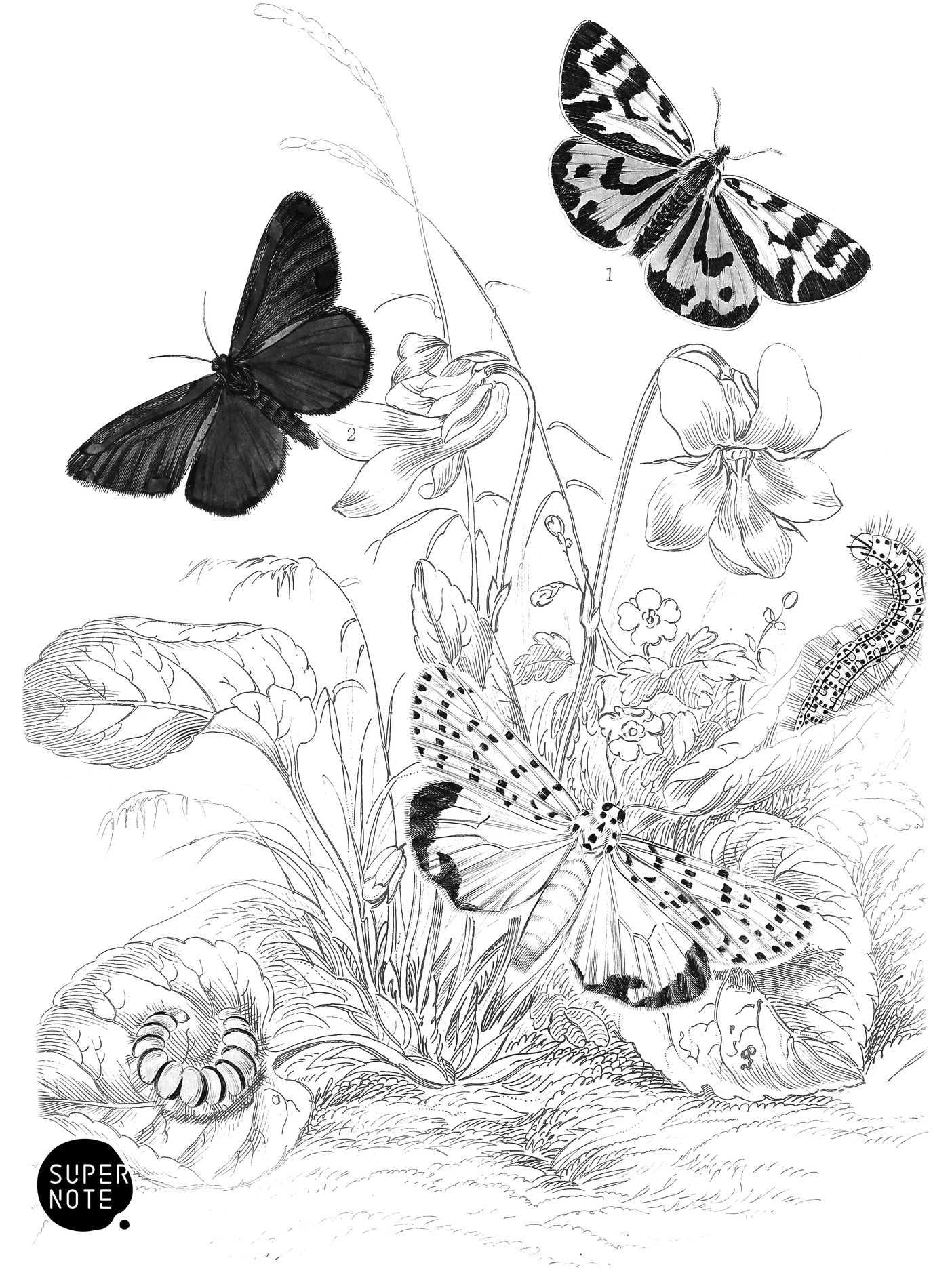 Wood Tiger-Moth, Cinnabar Moth & Crimson Speckled Footman (vol-14 plate-21).png