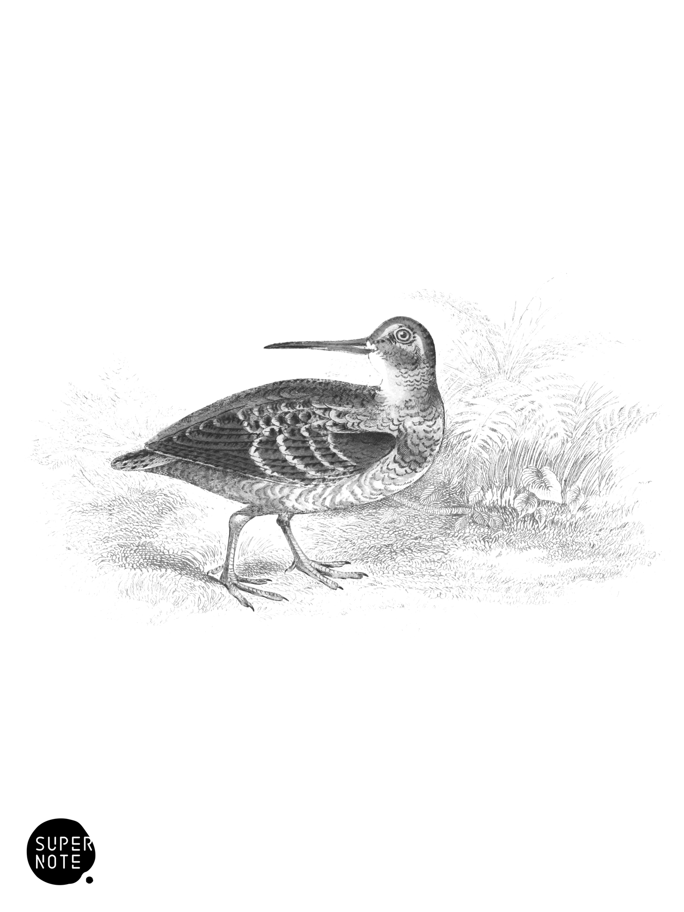 Woodcock (vol-34 plate-11).png