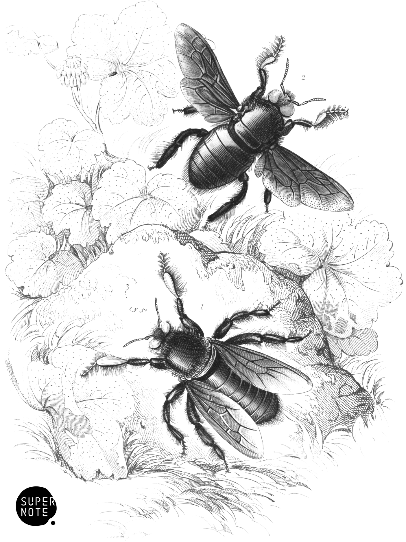 Xylocopa Tenuiscapa & X. latipes (vol-26 plate-23).png