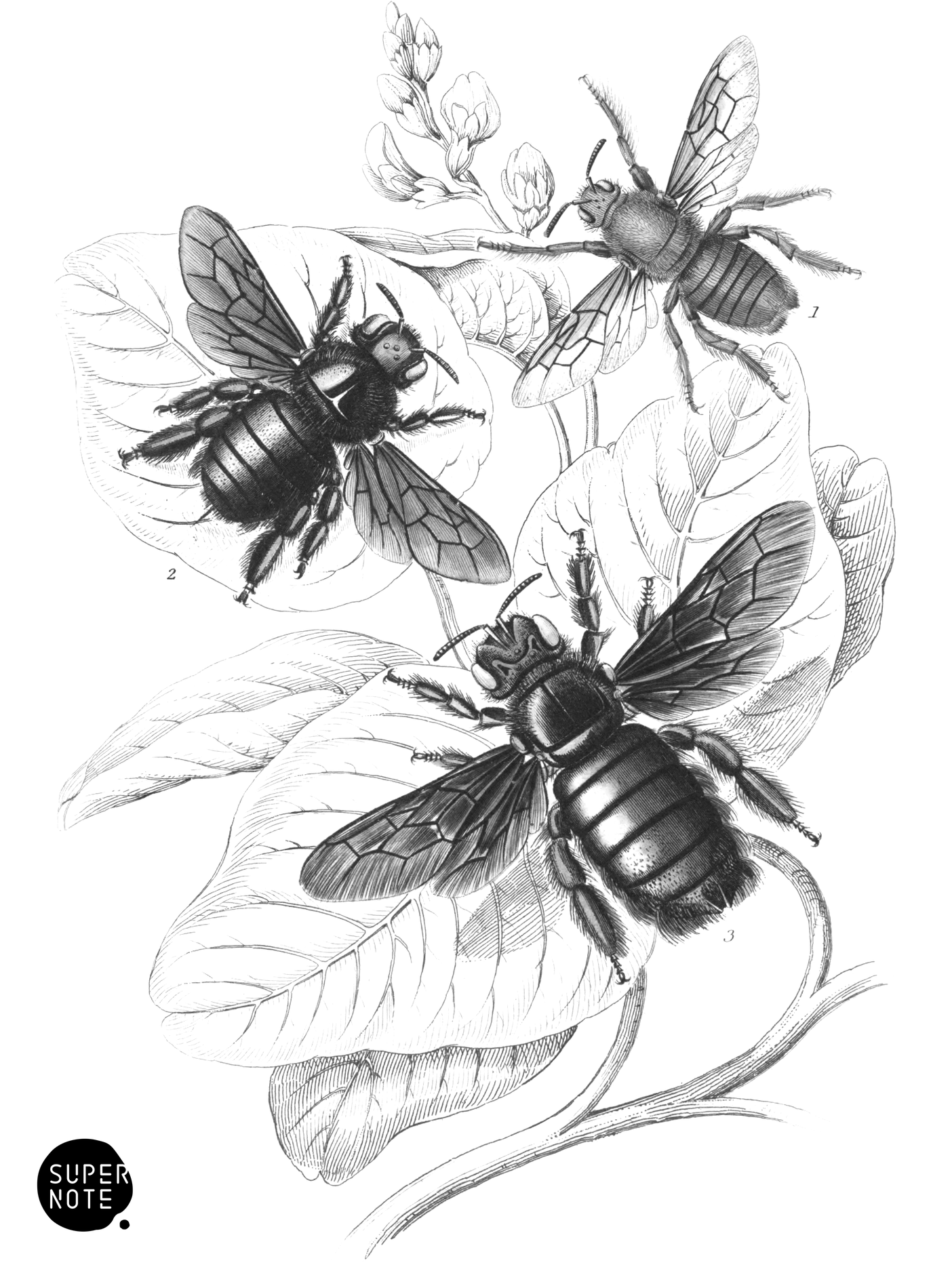 Xylocopa Teredo & X. Corniger (vol-26 plate-21).png