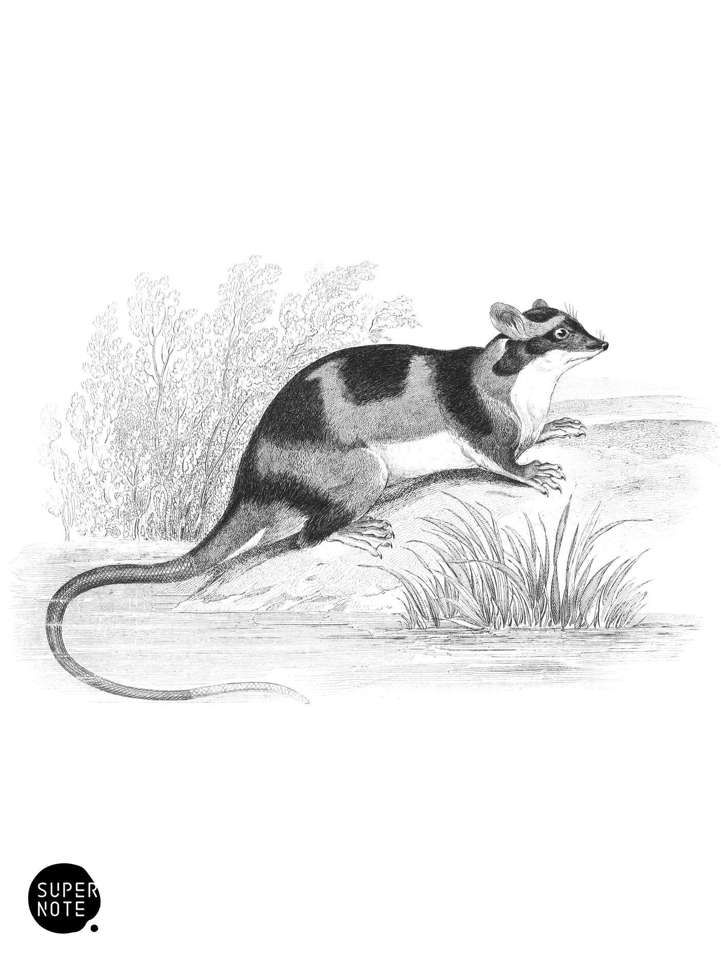 Yapock Opossum (vol-30 plate-4).png
