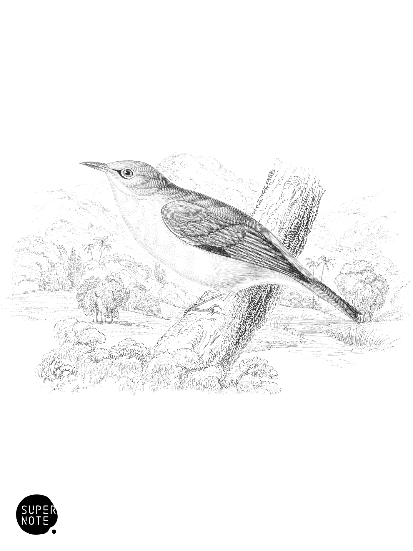 Yellow White-Eye (vol-19 plate-3).png
