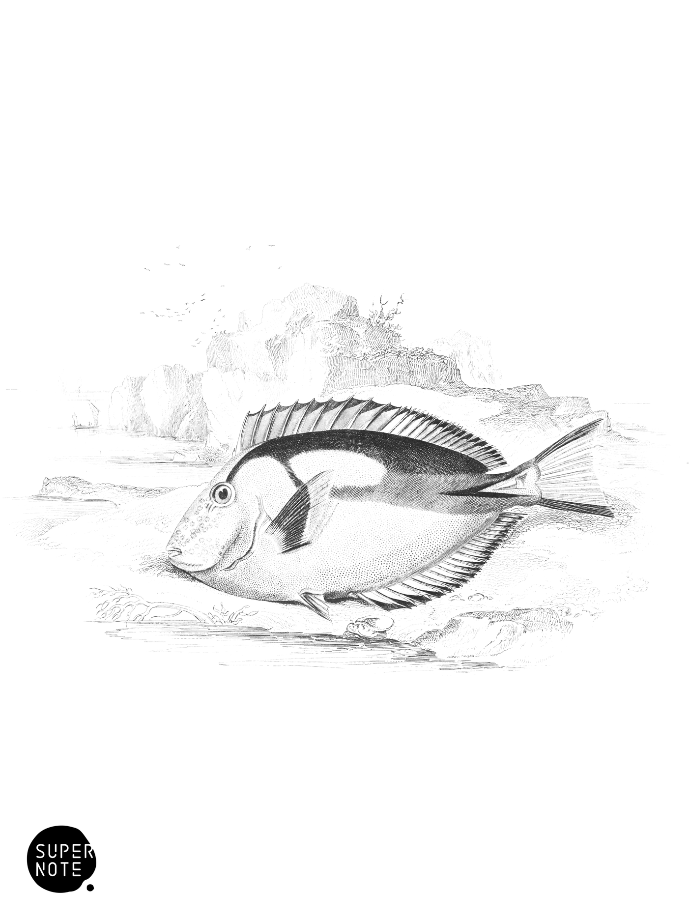 Yellow-Bellied Acanthurus (vol-27 plate-19).png
