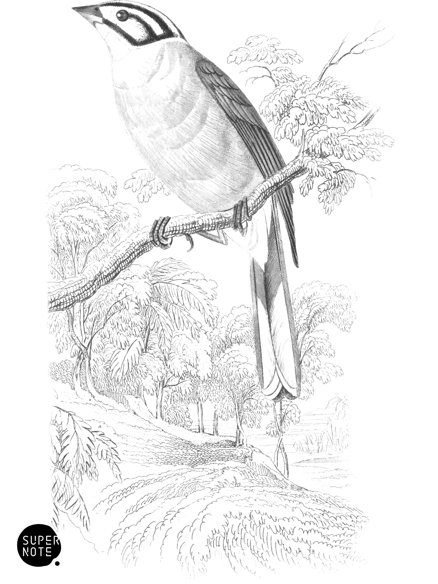 Yellow-Bellied or Cape Bunting (vol-17 plate-18).png