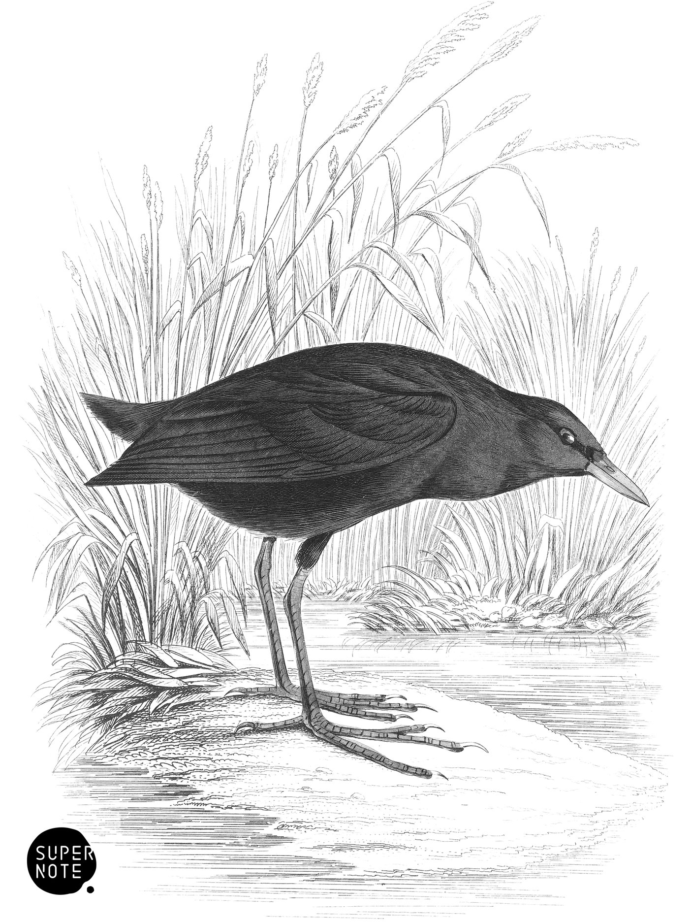 Yellow-Bellied Water Hen (vol-19 plate-28).png