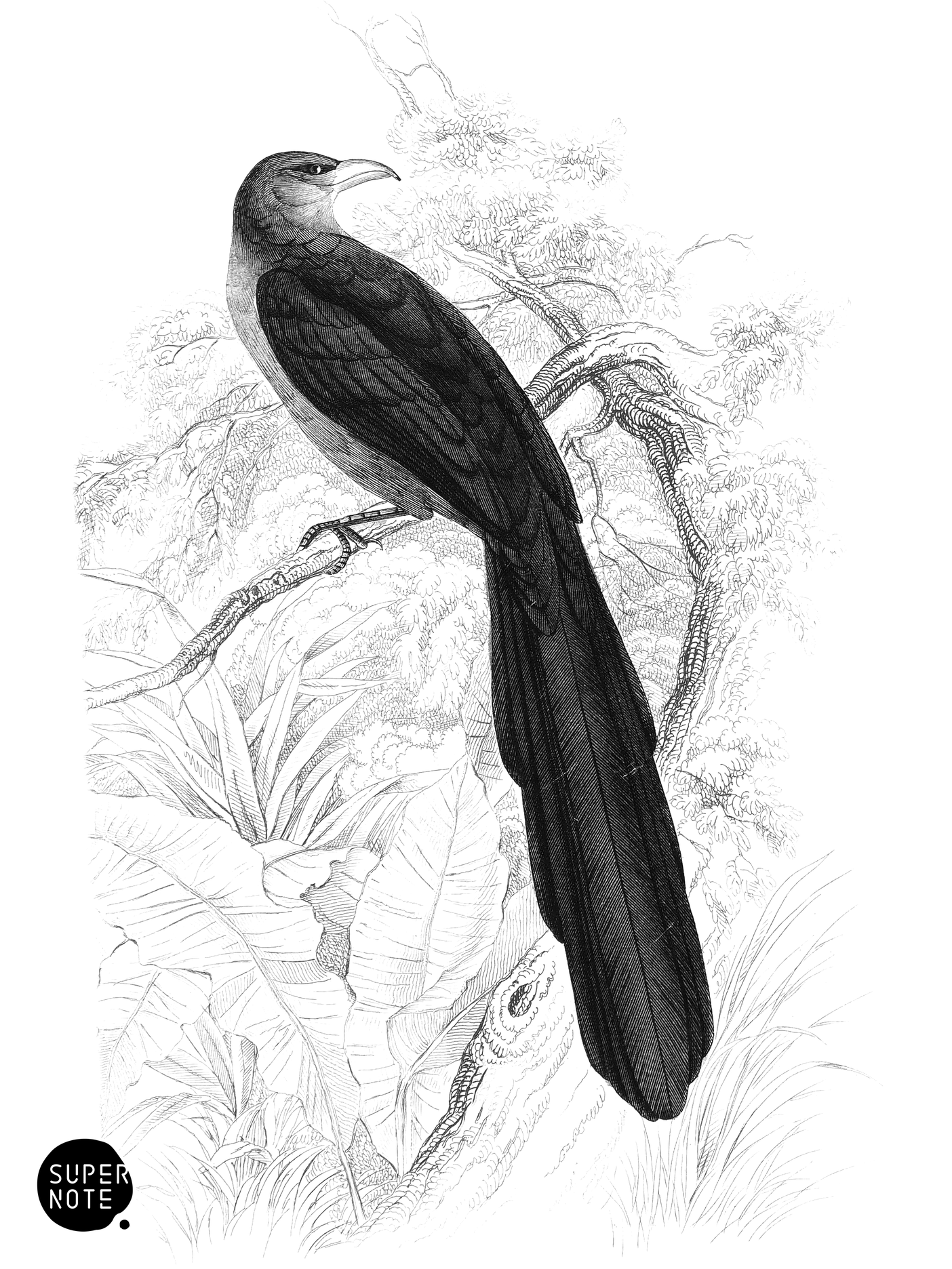 Yellow-Billed Coucal (vol-19 plate-19).png