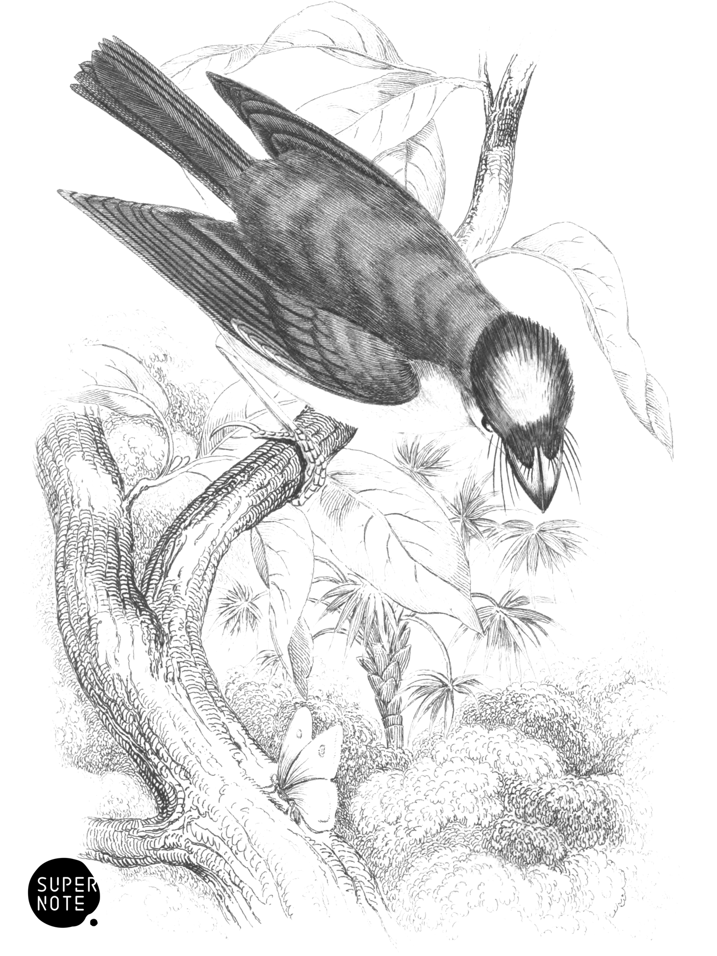 Yellow-Crested Flat-Bill (vol-21 plate-17).png