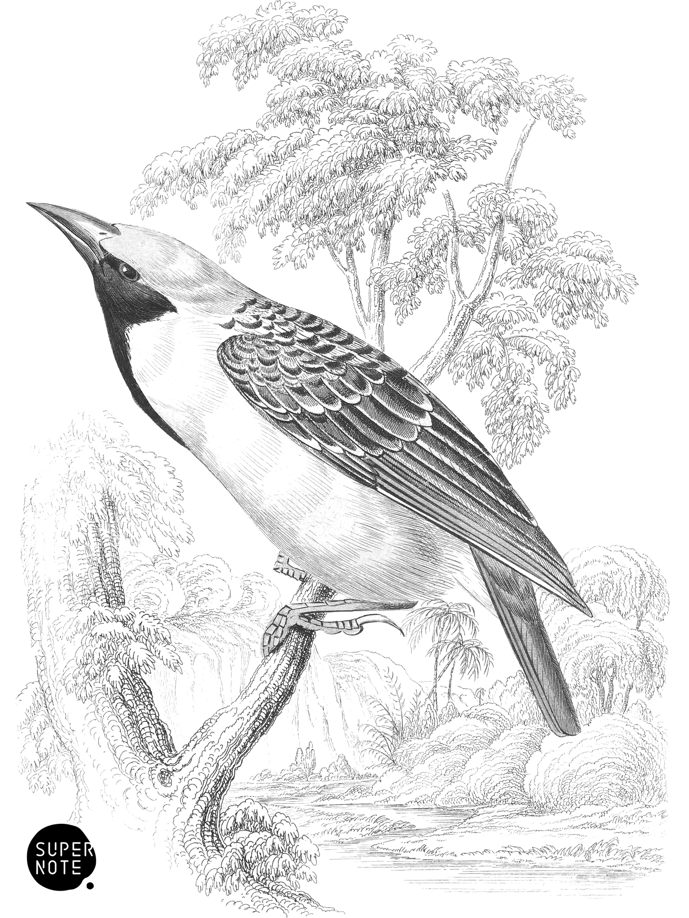 Yellow-Crowned Weaver (vol-19 plate-32).png