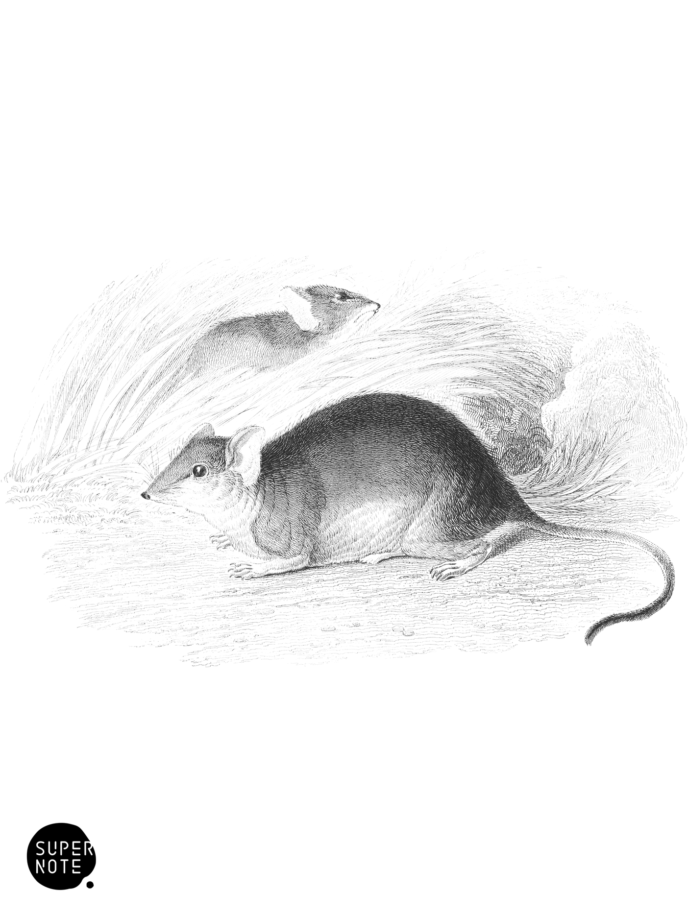 Yellow-Footed Phascogale (vol-30 plate-9).png