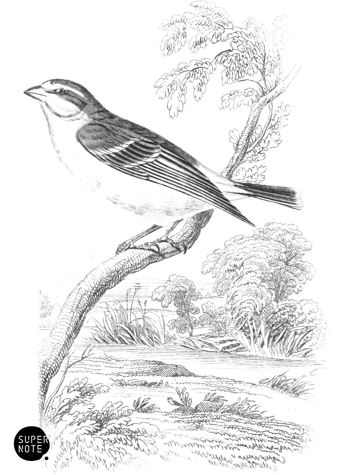 Yellow-Rumped Bull-Finch (vol-17 plate-17).png