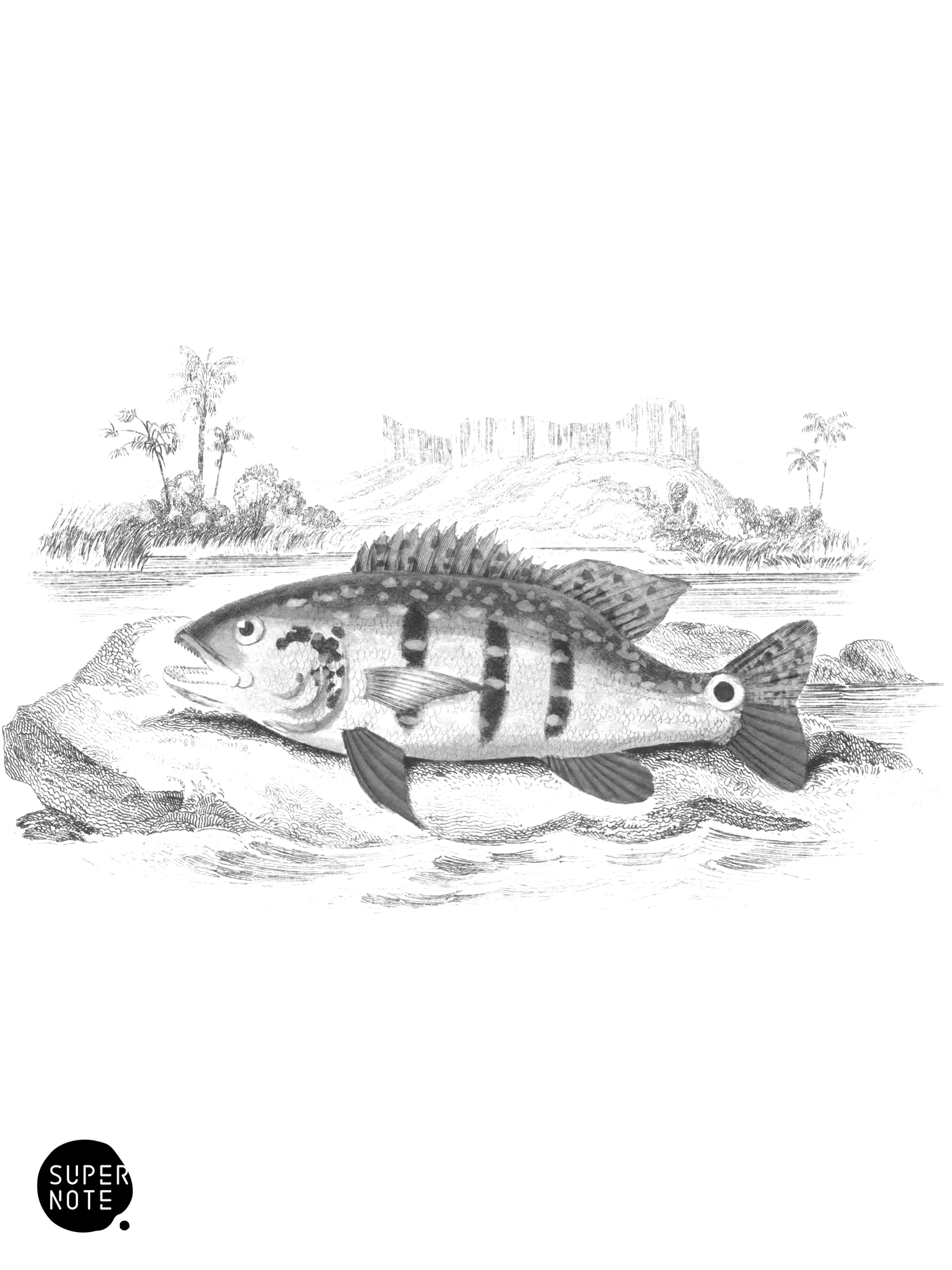 Yellow-Spotted Cychla (vol-38 plate-6).png