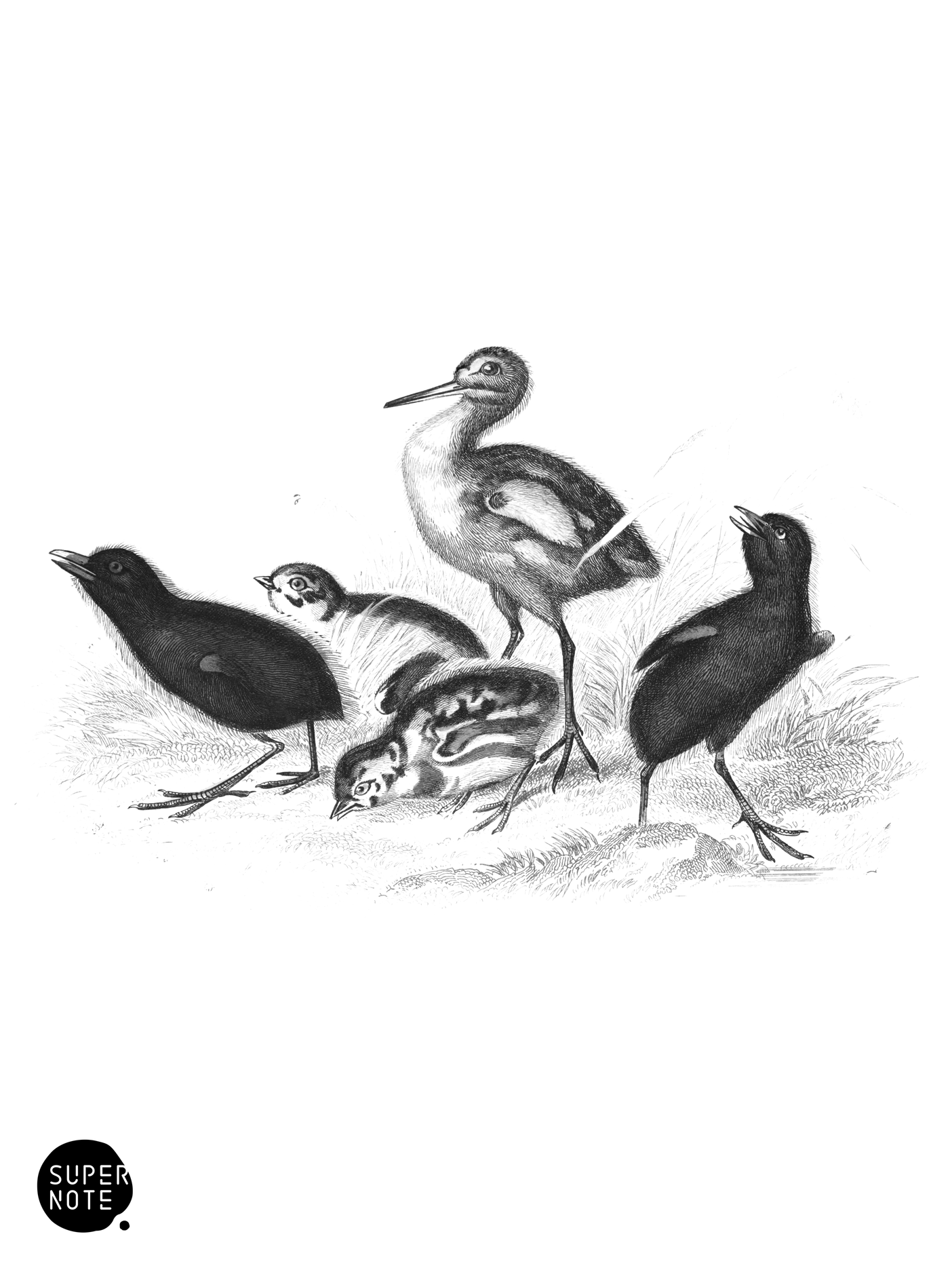 Young of the Rasores & Grallatores (vol-34 plate-34).png