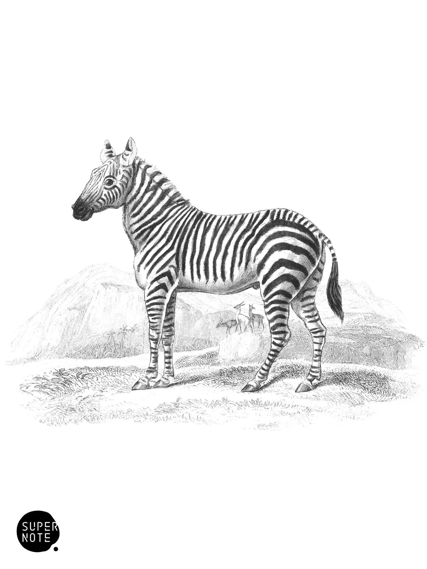 Zebra (vol-31 plate-21).png