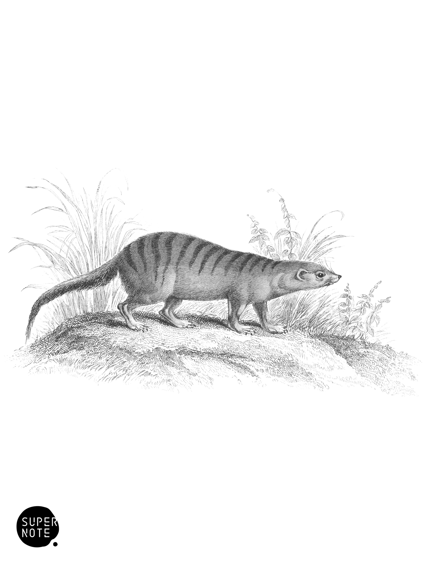 Zebra Ichneumon (vol-35 plate-5).png