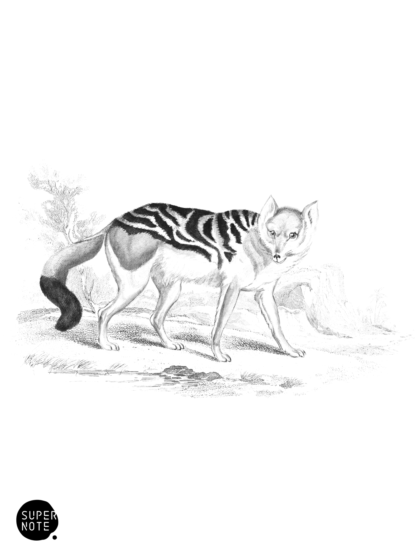 Zenlee, or Pied Thous (vol-25 plate-12).png