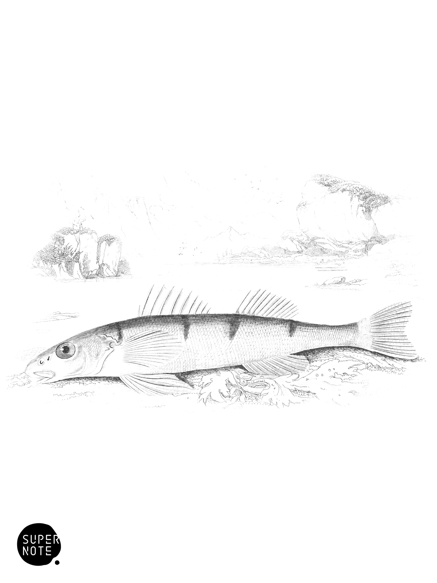 Zingel (vol-07 plate-15).png