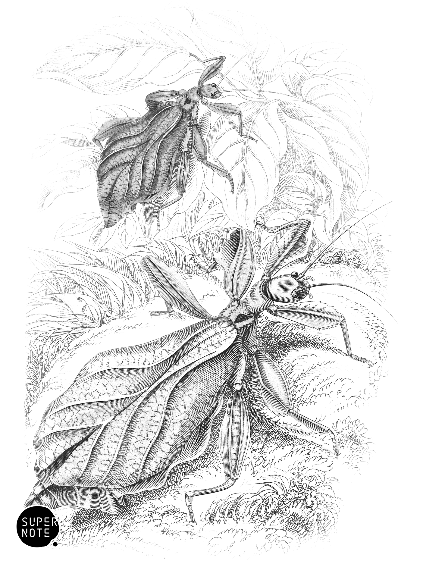 Phyllium Siccifolia (vol-29 plate-12).png