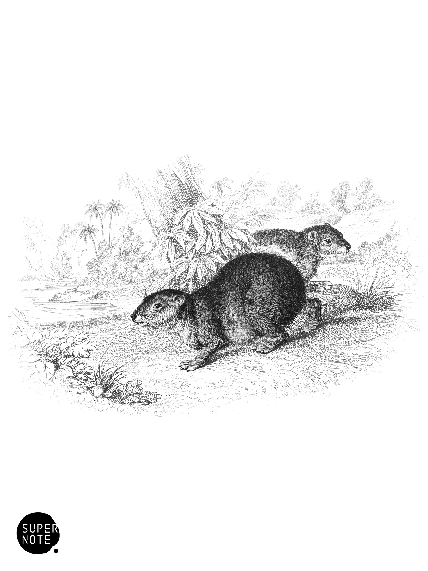 Cape Hyrax (vol-13 plate-16).png