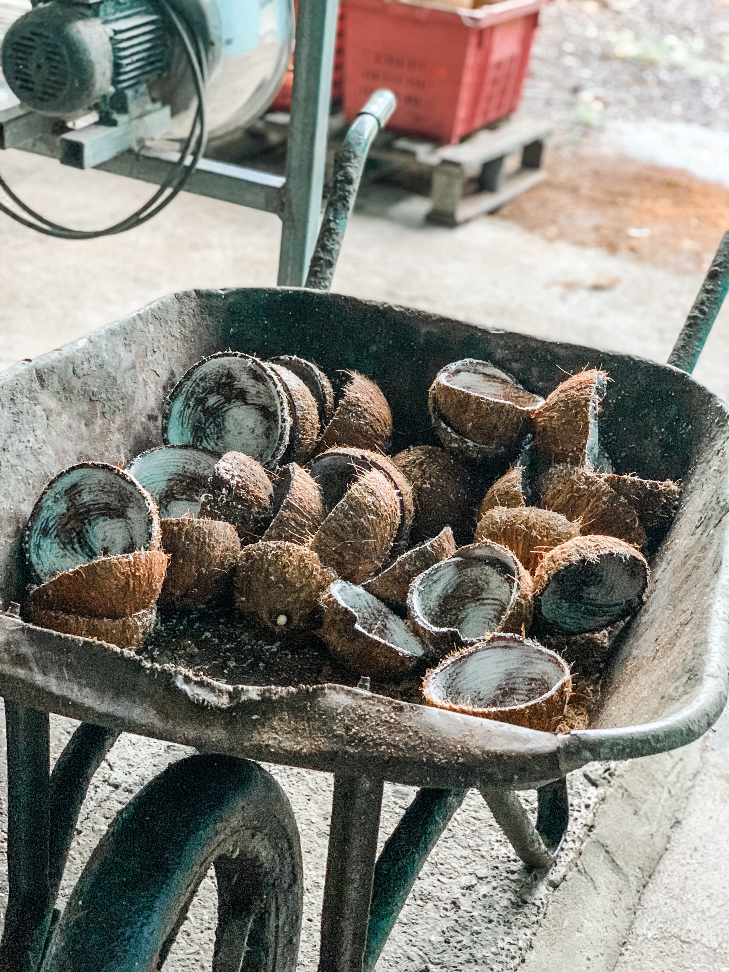 Coconuts at Distillerie de Taha’a where they serve Domaine Pari Pari