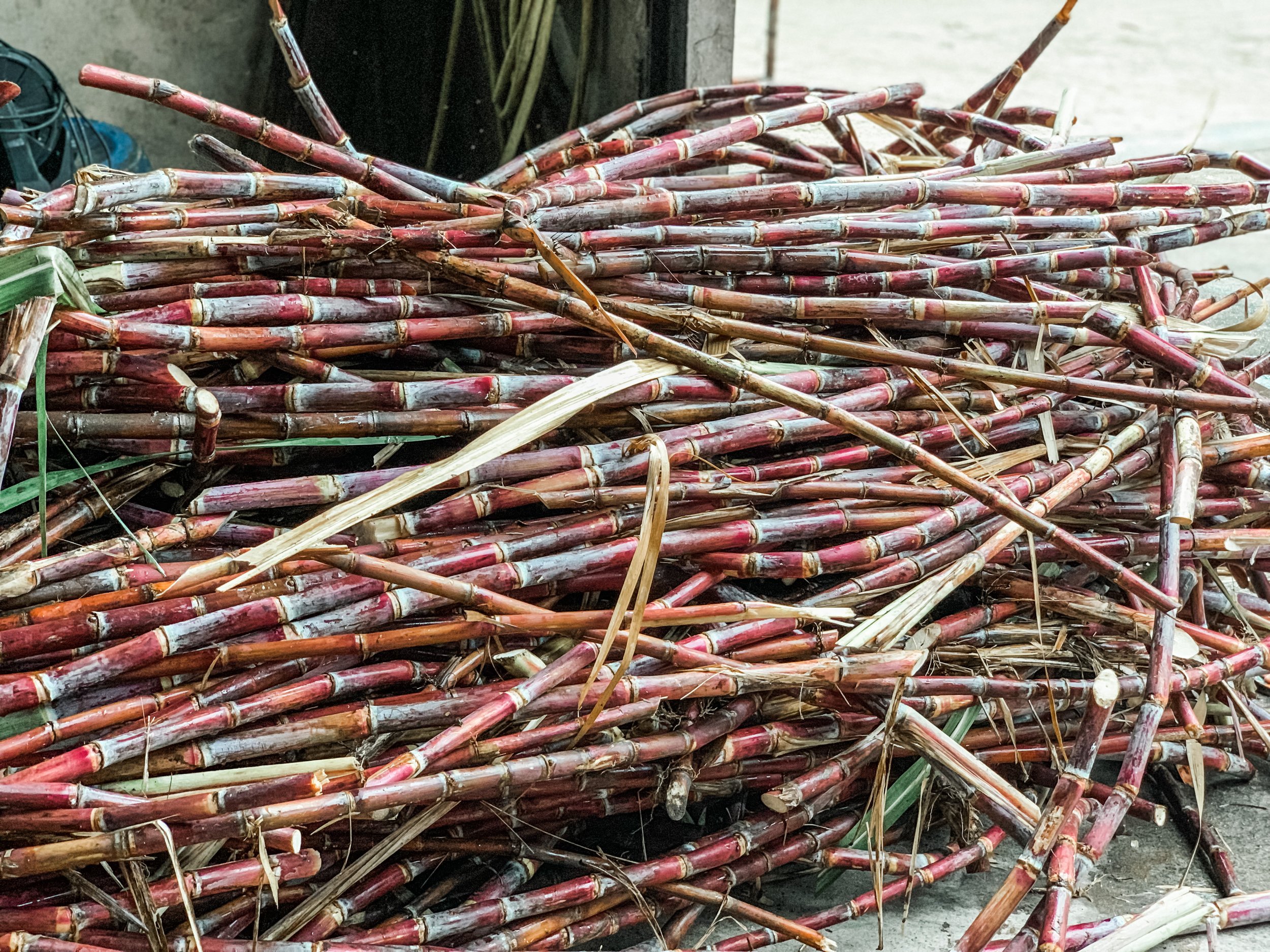 Sugar cane at Distillerie de Taha’a where they serve Domaine Pari Pari