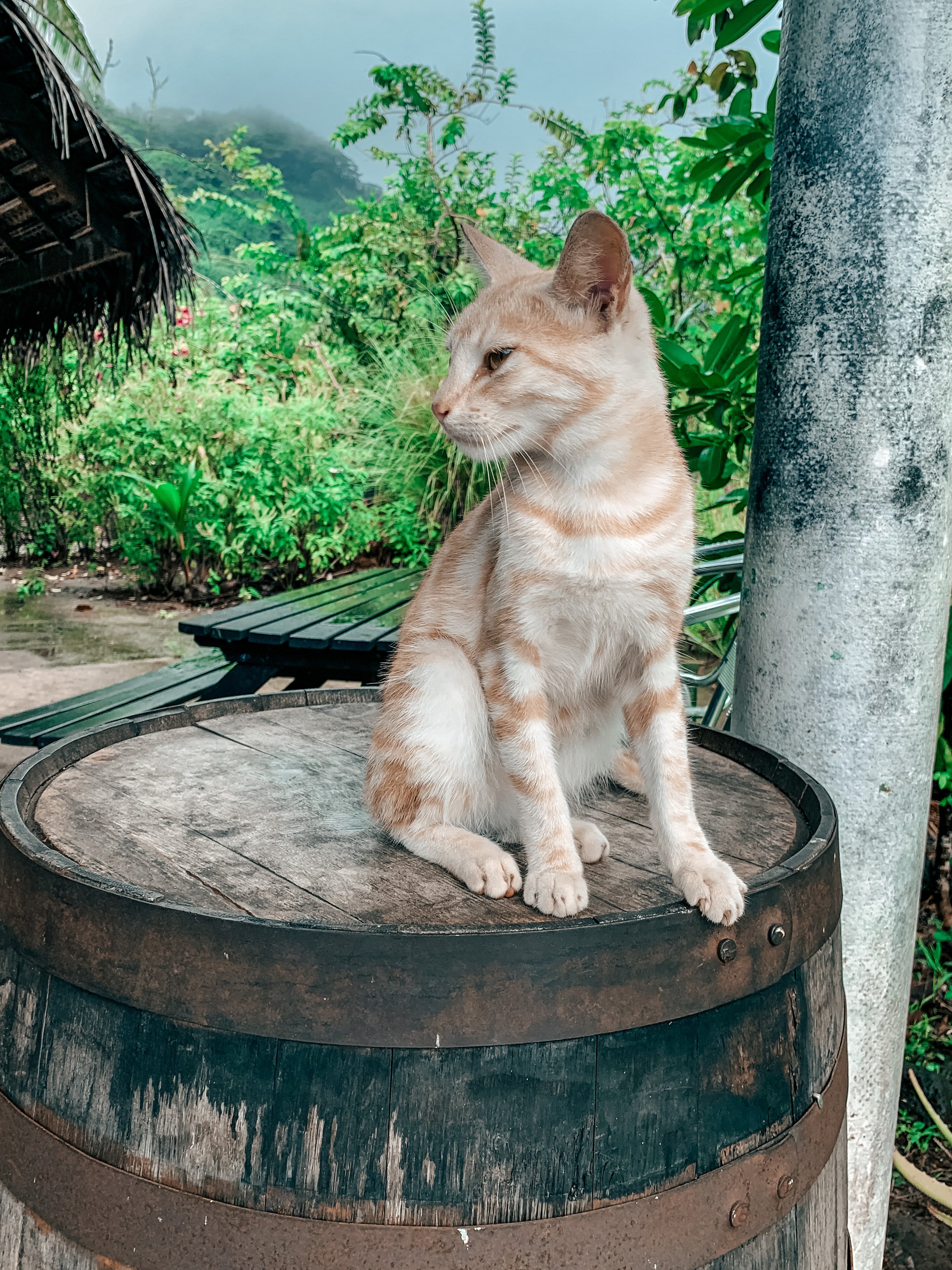 Cat at Distillerie de Taha’a where they serve Domaine Pari Pari