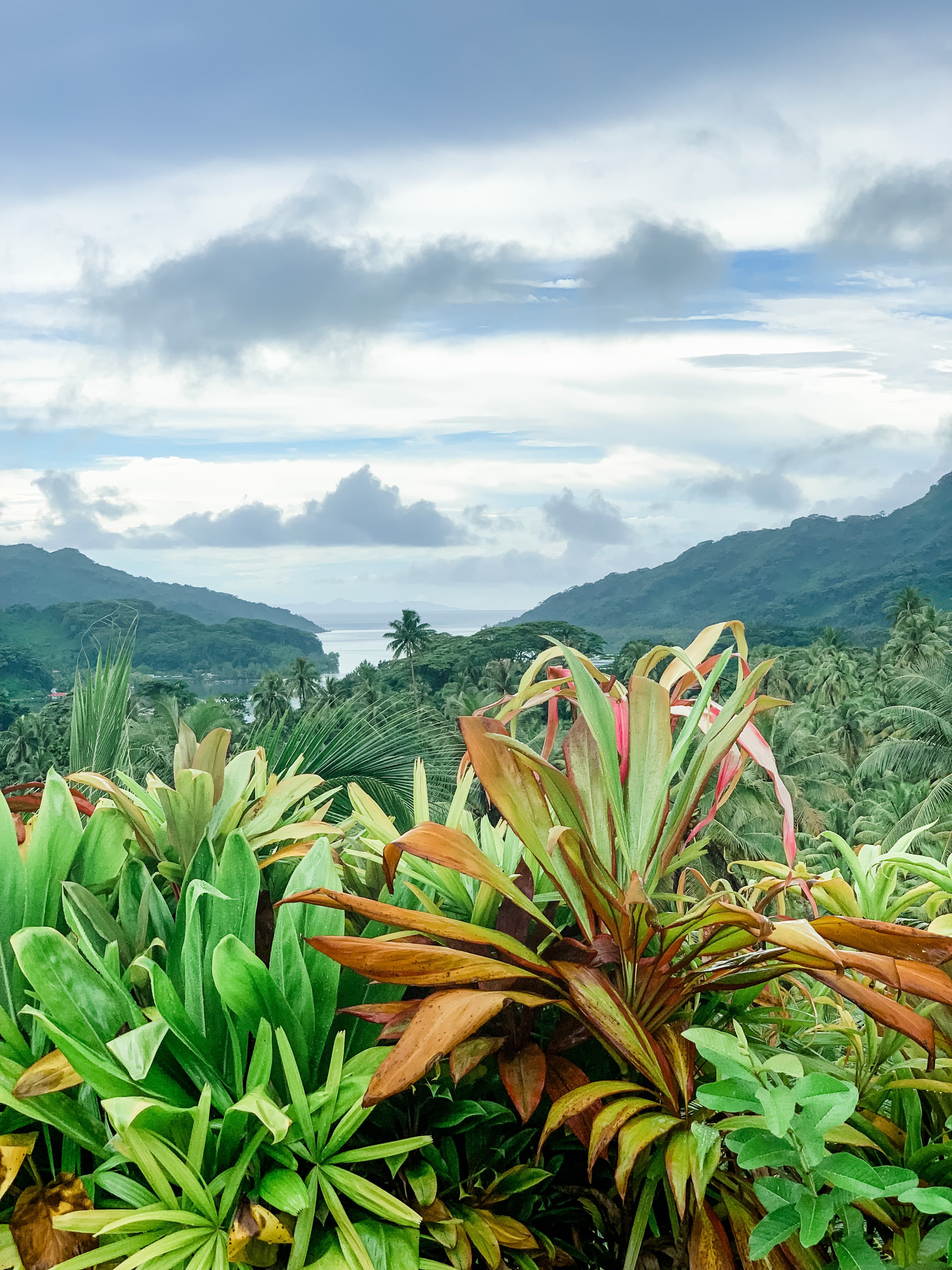 Majestic foliage in Taha'a, French Polynesia