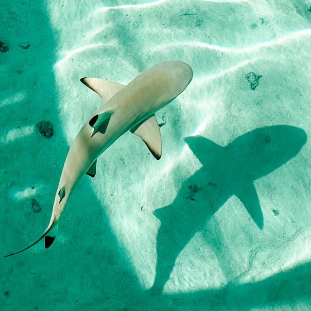 Blacktip reef shark in Bora Bora, French Polynesia