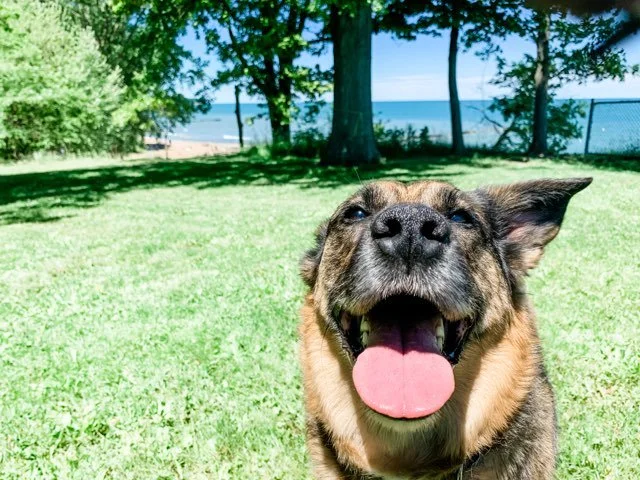 Paws-itive Ways Pets Can Improve Your Health And Boost Your Mood