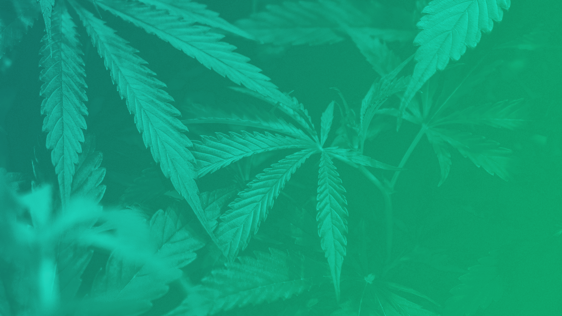 CANNASTRIPS_HEADER2.png