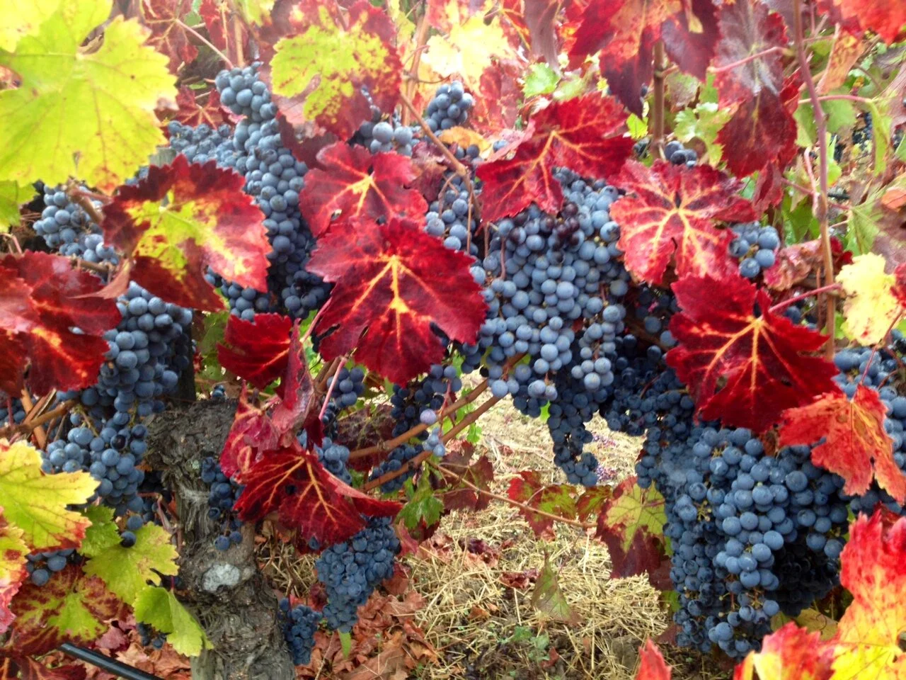 #3 Truchard Cab Franc 2012.jpeg