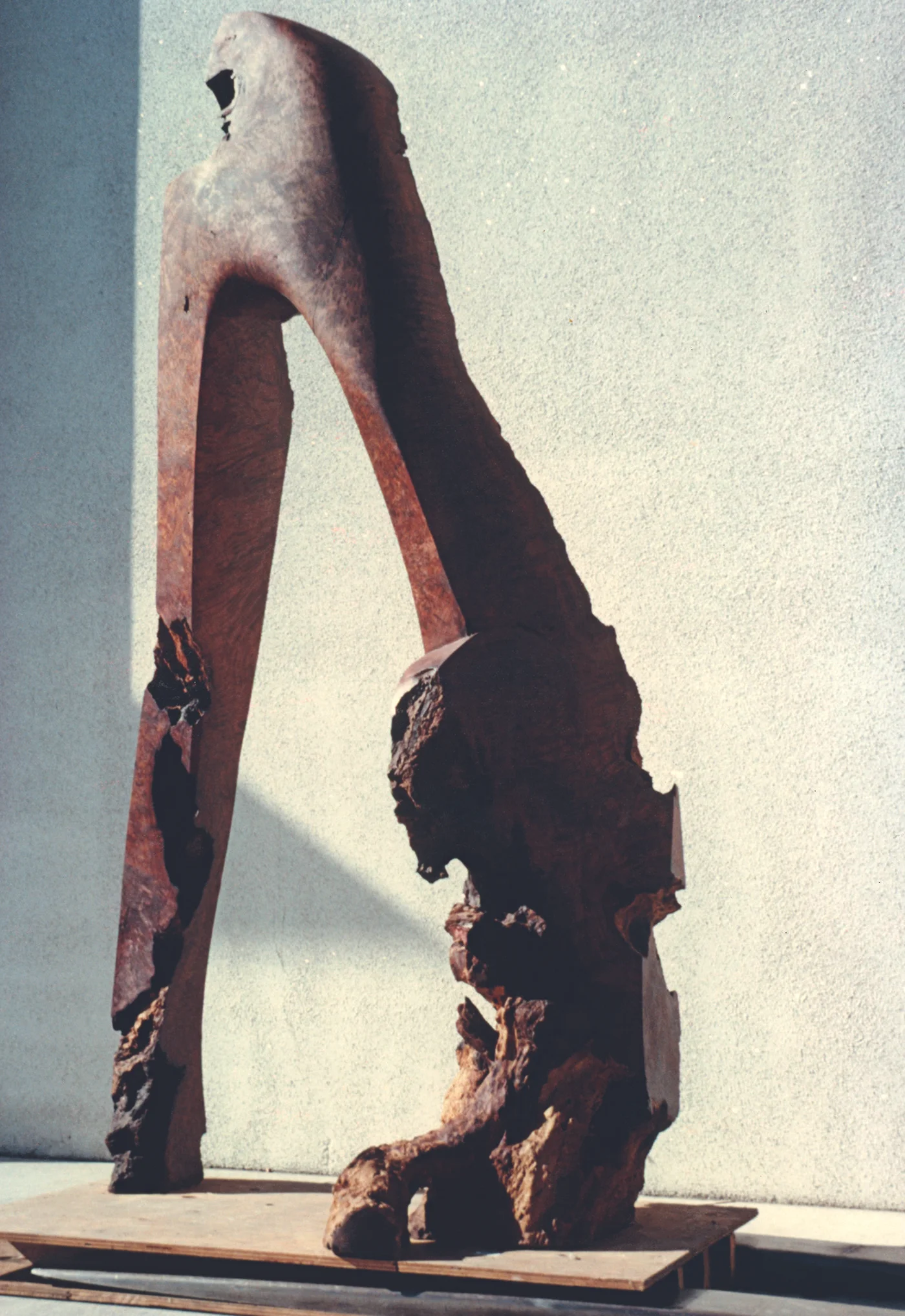 Wishbone (Arch #7), 1977 Redwood burl 114 x 53 x 32 inches 289.56 x 134.62 x 81.28 cm