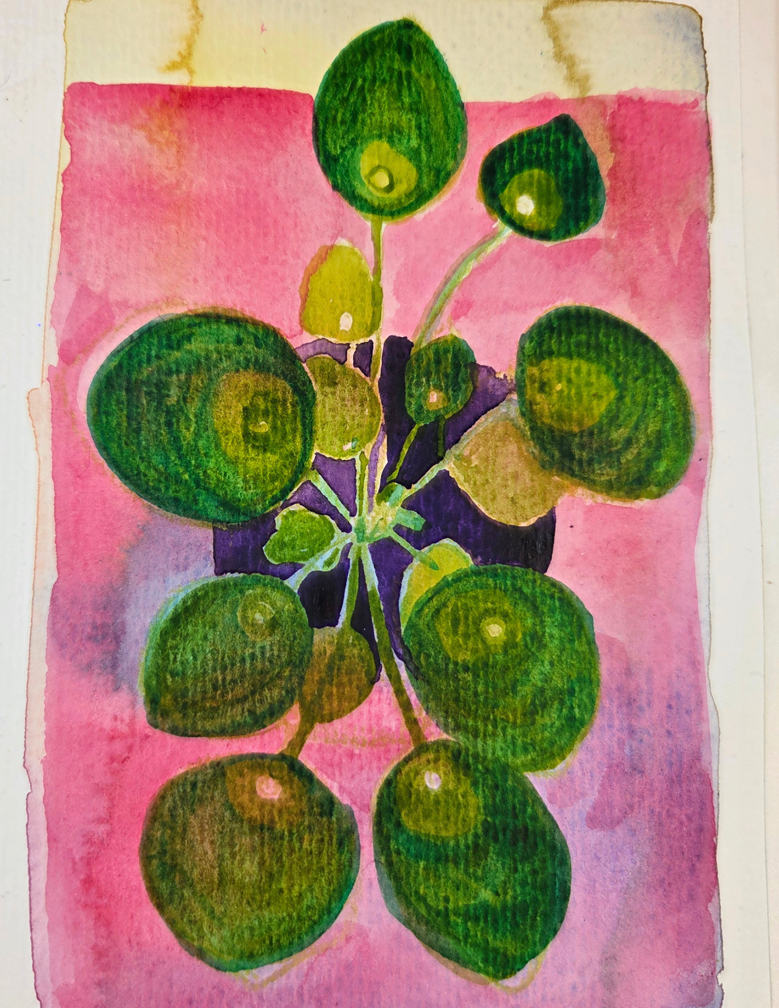 Sharing Plant 