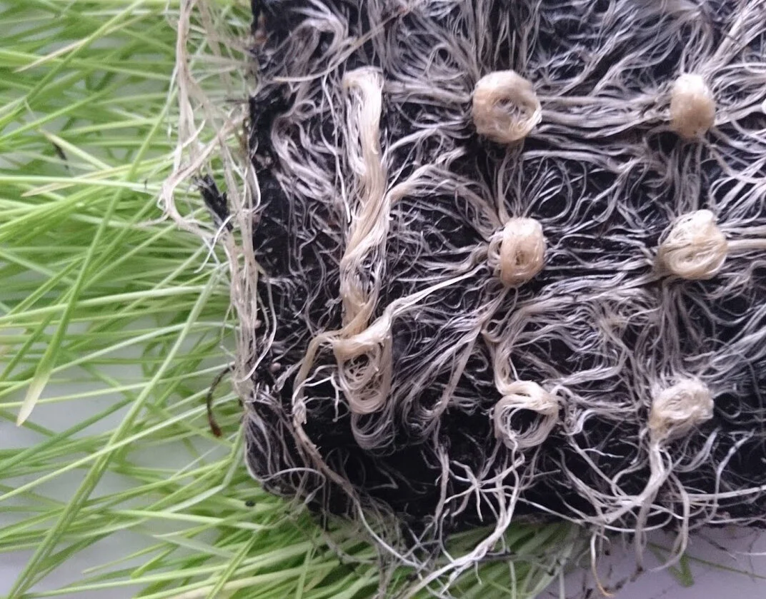 Root art.jpg