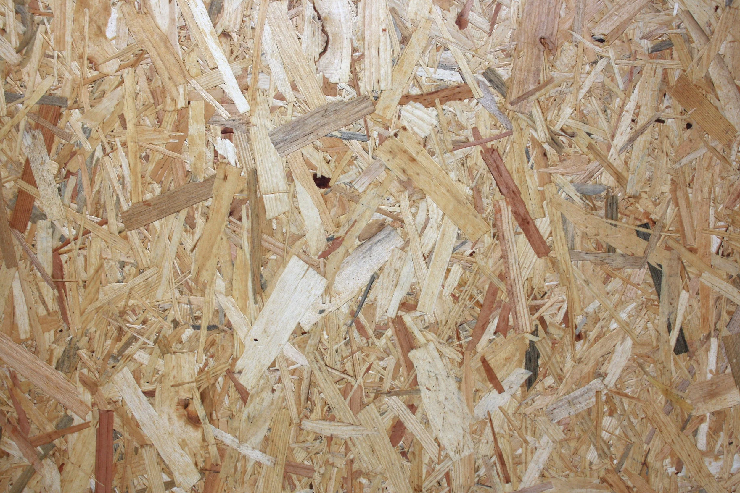 Miscanthus.jpg