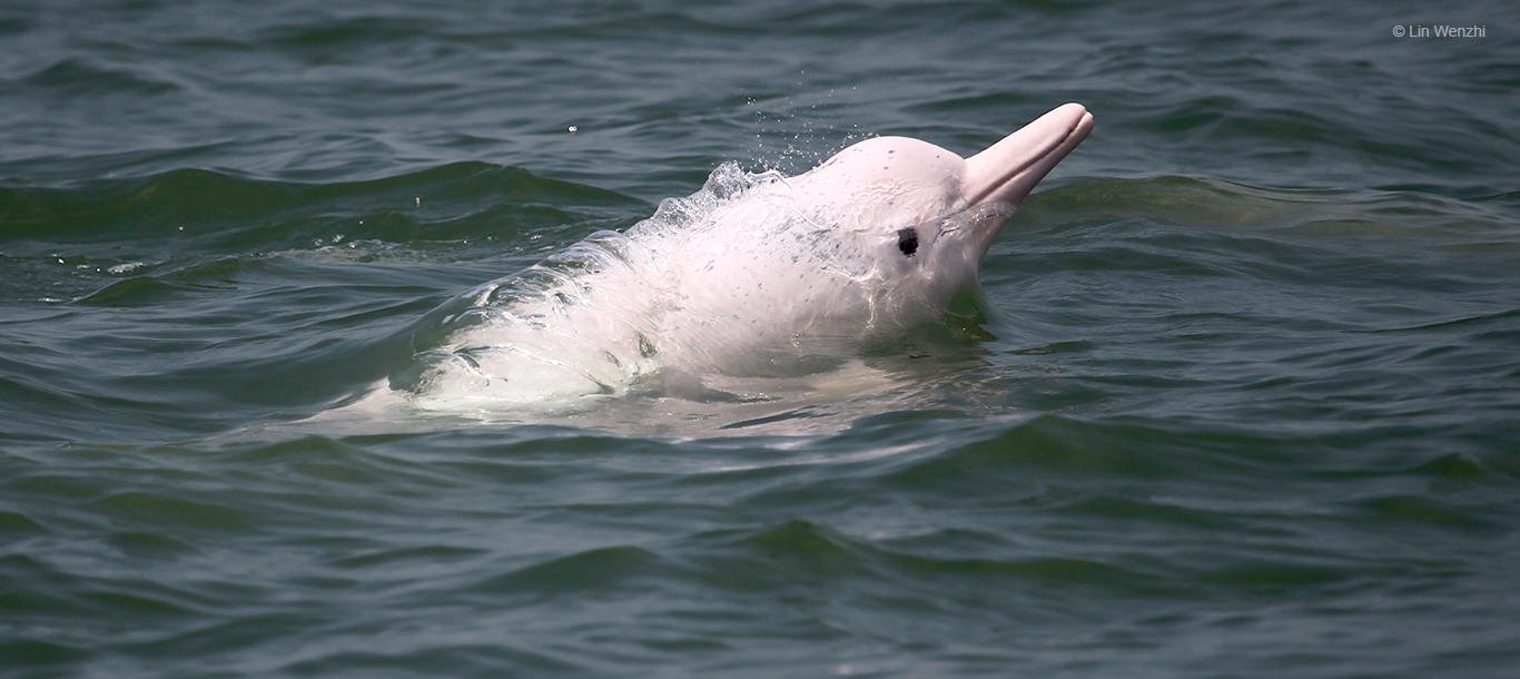 The Lantau Tomorrow Vision May Leave Animals Homeless