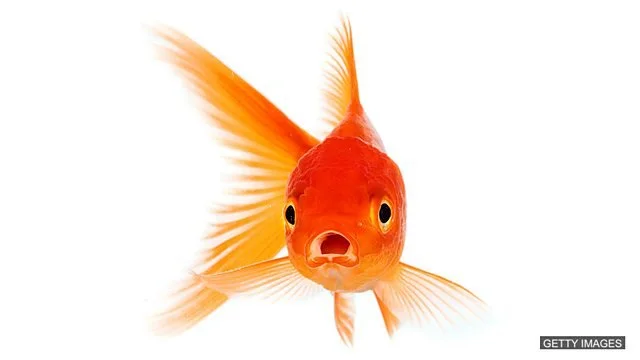 Leung Family Adopts a Goldfish
