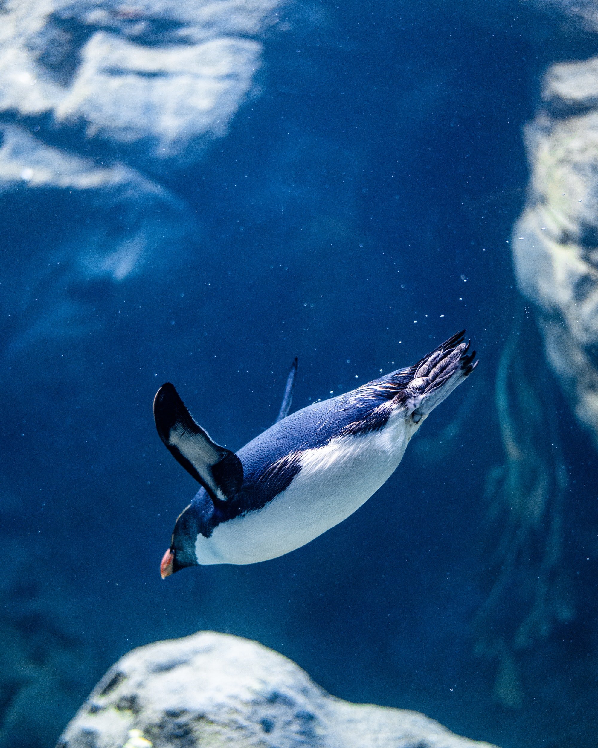 From the Animal Kingdom: Penguins