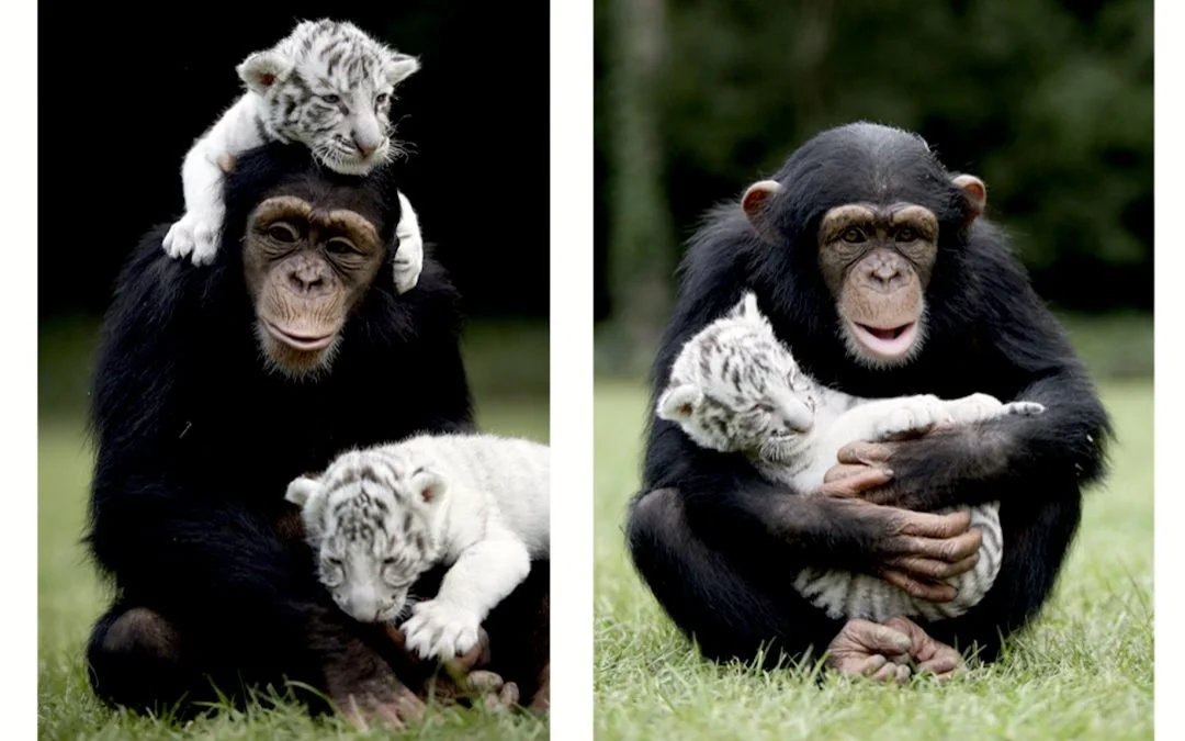 Animal Friends: A Reflection