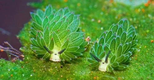 Our Favourite Animal Facts!