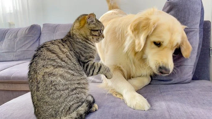 The Friendship of the Cat and Dog